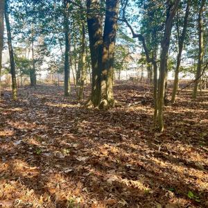 Photo #5 of Lot 1593 HIGH SEA DR, GREENBACKVILLE, VA 0.2 acres