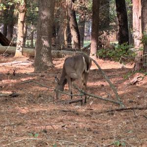 Photo #4 of Lot 81 NEPTUNE DR, GREENBACKVILLE, VA 0.2 acres