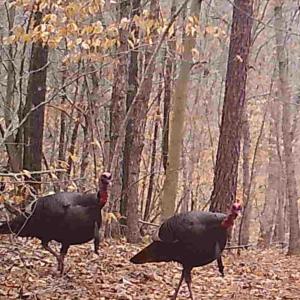 Photo #23 of Lots 1 & 2 CONSTITUTION RTE, SCOTTSVILLE, VA 40.1 acres