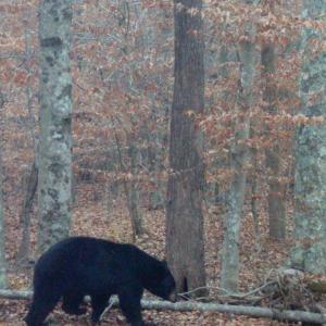 Photo #24 of Lots 1 & 2 CONSTITUTION RTE, SCOTTSVILLE, VA 40.1 acres