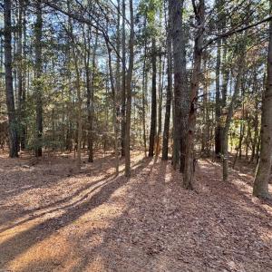 Photo #3 of Lot 831 CASTAWAY DR, GREENBACKVILLE, VA 9.0 acres