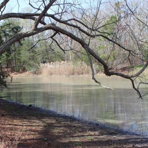 Photo #7 of 1856 CAPTAINS CORRIDOR, GREENBACKVILLE, VA 64.0 acres