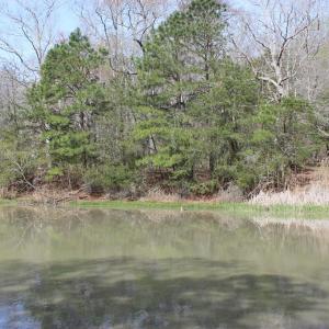 Photo #8 of 1856 CAPTAINS CORRIDOR, GREENBACKVILLE, VA 64.0 acres