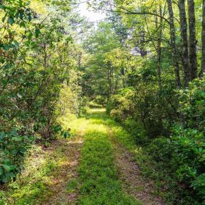 Photo #21 of MUDDY RUN RD, WILLIAMSVILLE, VA 40.8 acres