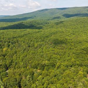 Photo #11 of MUDDY RUN RD, WILLIAMSVILLE, VA 40.8 acres