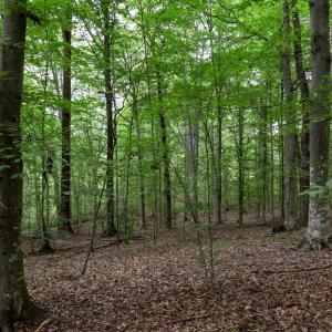 Photo #5 of Lot 68 PALMER PL, RUCKERSVILLE, VA 2.4 acres