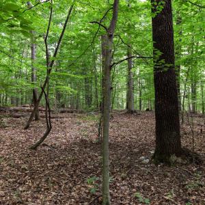 Photo #7 of Lot 68 PALMER PL, RUCKERSVILLE, VA 2.4 acres