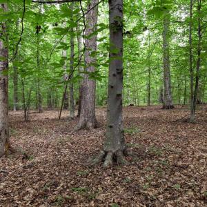 Photo #3 of Lot 68 PALMER PL, RUCKERSVILLE, VA 2.4 acres