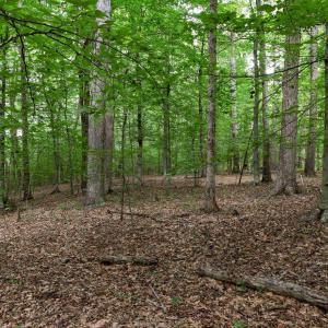 Photo #4 of Lot 68 PALMER PL, RUCKERSVILLE, VA 2.4 acres