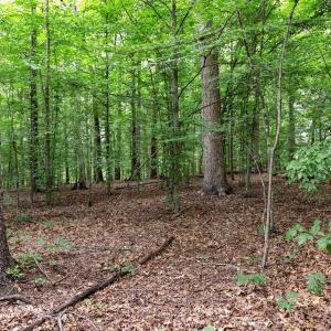 Photo #6 of Lot 68 PALMER PL, RUCKERSVILLE, VA 2.4 acres