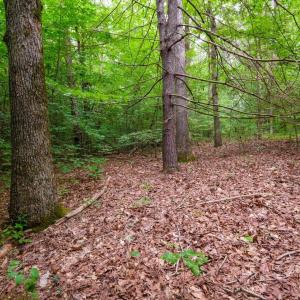 Photo #4 of Lot T8 LONDON CT, RUCKERSVILLE, VA 2.2 acres