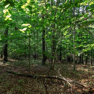 Photo #19 of 99 OAKMONT DR, GORDONSVILLE, VA 0.7 acres