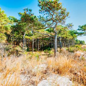 Photo #16 of Lot # 2 ELLIOTTS CREEK LN, CAPE CHARLES, VA 2.0 acres