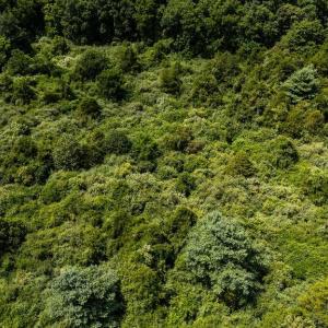 Photo #11 of TBD COWPASTURE RIVER RD S, WILLIAMSVILLE, VA 16.2 acres