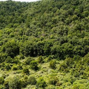 Photo #14 of TBD COWPASTURE RIVER RD S, WILLIAMSVILLE, VA 16.2 acres