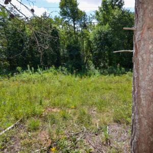 Photo #7 of DUDLEY MOUNTAIN RD, NORTH GARDEN, VA 13.5 acres