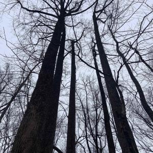 Photo #47 of DUDLEY MOUNTAIN RD, NORTH GARDEN, VA 13.5 acres
