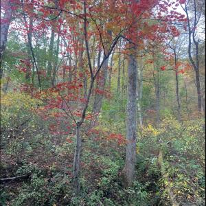 Photo #48 of DUDLEY MOUNTAIN RD, NORTH GARDEN, VA 13.5 acres