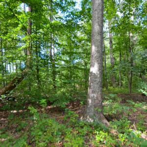 Photo #25 of DUDLEY MOUNTAIN RD, NORTH GARDEN, VA 13.5 acres