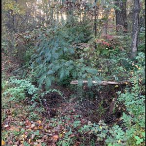Photo #39 of DUDLEY MOUNTAIN RD, NORTH GARDEN, VA 13.5 acres