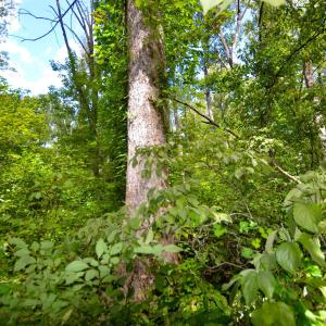 Photo #15 of DUDLEY MOUNTAIN RD, NORTH GARDEN, VA 13.5 acres