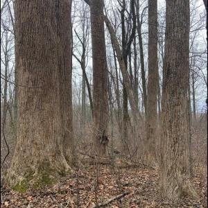 Photo #33 of DUDLEY MOUNTAIN RD, NORTH GARDEN, VA 13.5 acres