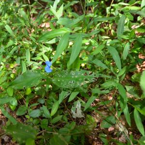 Photo #29 of DUDLEY MOUNTAIN RD, NORTH GARDEN, VA 13.5 acres
