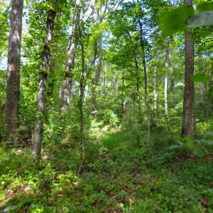 Photo #21 of DUDLEY MOUNTAIN RD, NORTH GARDEN, VA 13.5 acres