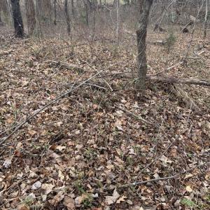 Photo #31 of DUDLEY MOUNTAIN RD, NORTH GARDEN, VA 13.5 acres