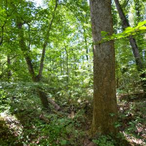 Photo #22 of DUDLEY MOUNTAIN RD, NORTH GARDEN, VA 13.5 acres