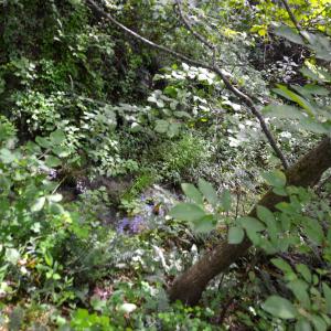 Photo #12 of DUDLEY MOUNTAIN RD, NORTH GARDEN, VA 13.5 acres