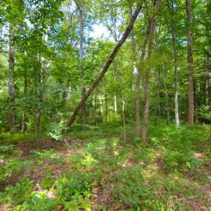 Photo #24 of DUDLEY MOUNTAIN RD, NORTH GARDEN, VA 13.5 acres