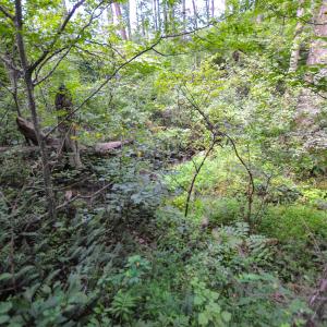 Photo #20 of DUDLEY MOUNTAIN RD, NORTH GARDEN, VA 13.5 acres