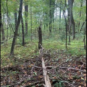 Photo #40 of DUDLEY MOUNTAIN RD, NORTH GARDEN, VA 13.5 acres