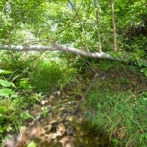 Photo #10 of DUDLEY MOUNTAIN RD, NORTH GARDEN, VA 13.5 acres
