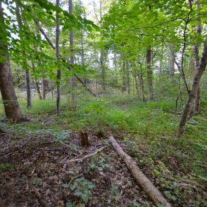 Photo #9 of DUDLEY MOUNTAIN RD, NORTH GARDEN, VA 13.5 acres