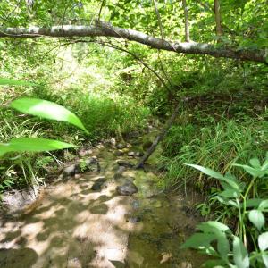 Photo #11 of DUDLEY MOUNTAIN RD, NORTH GARDEN, VA 13.5 acres