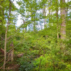 Photo #19 of DUDLEY MOUNTAIN RD, NORTH GARDEN, VA 13.5 acres