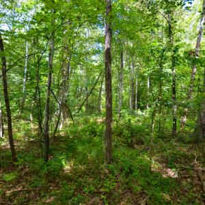 Photo #26 of DUDLEY MOUNTAIN RD, NORTH GARDEN, VA 13.5 acres