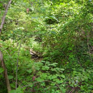 Photo #16 of DUDLEY MOUNTAIN RD, NORTH GARDEN, VA 13.5 acres