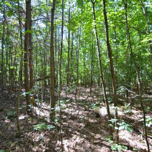 Photo #8 of DUDLEY MOUNTAIN RD, NORTH GARDEN, VA 13.5 acres