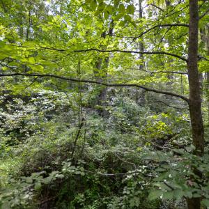 Photo #13 of DUDLEY MOUNTAIN RD, NORTH GARDEN, VA 13.5 acres