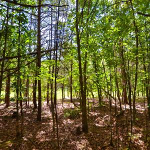 Photo #28 of DUDLEY MOUNTAIN RD, NORTH GARDEN, VA 13.5 acres