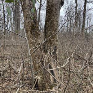 Photo #35 of DUDLEY MOUNTAIN RD, NORTH GARDEN, VA 13.5 acres