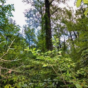 Photo #14 of DUDLEY MOUNTAIN RD, NORTH GARDEN, VA 13.5 acres