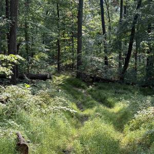 Photo #10 of 198 acres RUNIONS CREEK RD, BROADWAY, VA 198.5 acres