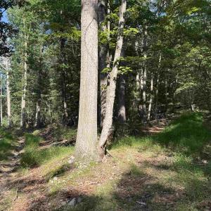 Photo #7 of 198 acres RUNIONS CREEK RD, BROADWAY, VA 198.5 acres