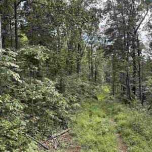 Photo #29 of 198 acres RUNIONS CREEK RD, BROADWAY, VA 198.5 acres