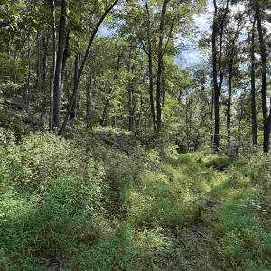 Photo #32 of 198 acres RUNIONS CREEK RD, BROADWAY, VA 198.5 acres