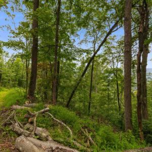 Photo #57 of 198 acres RUNIONS CREEK RD, BROADWAY, VA 198.5 acres